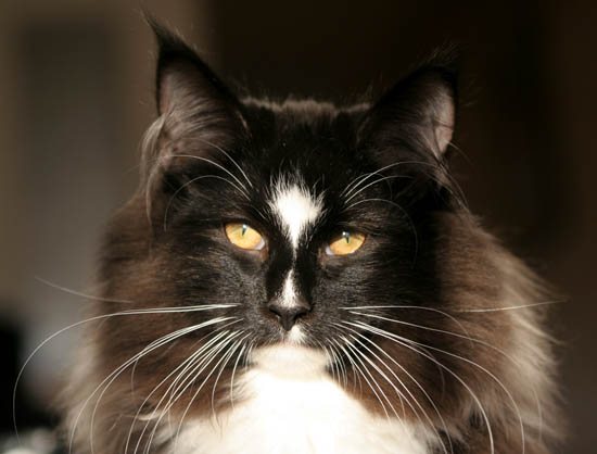 piero - 5 mois - soleil.jpg