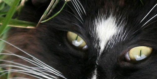 piero - aout 2008 - regard.jpg