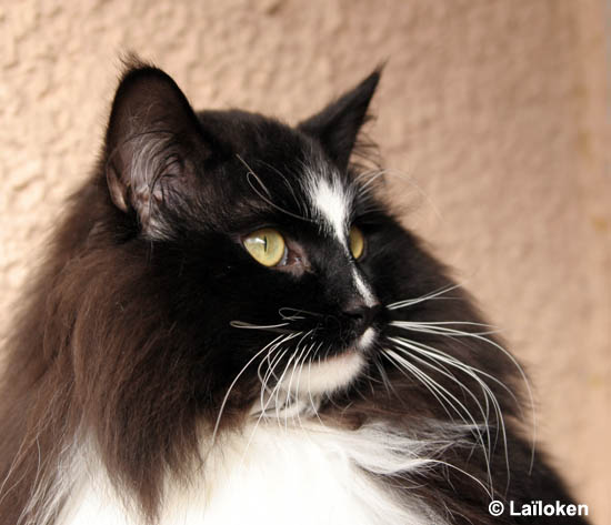 piero - fevrier 2009 - protrait 2.jpg