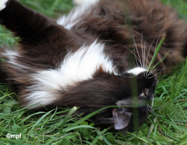 piero - mai 2008 - jardin.jpg