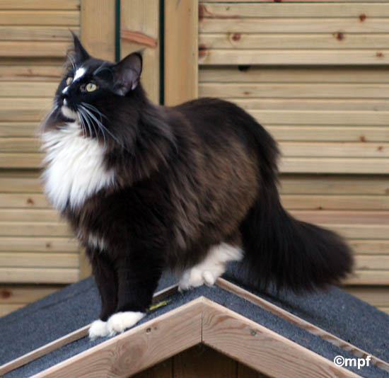 piero - mai 2008.jpg