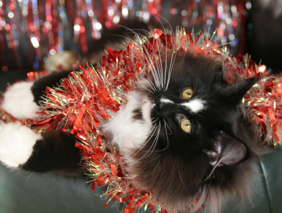 piero - noel 2007 - 2.jpg