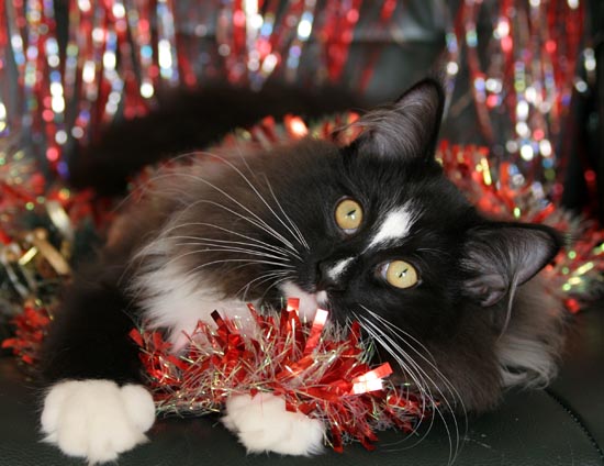 piero - noel 2007.jpg