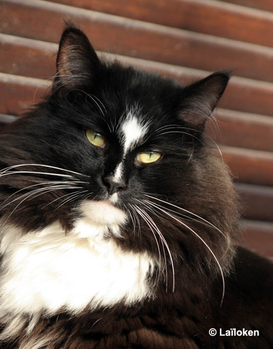 piero - novembre 2008 - portrait.jpg