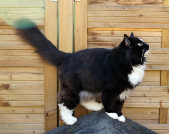 piero - novembre 2008.jpg