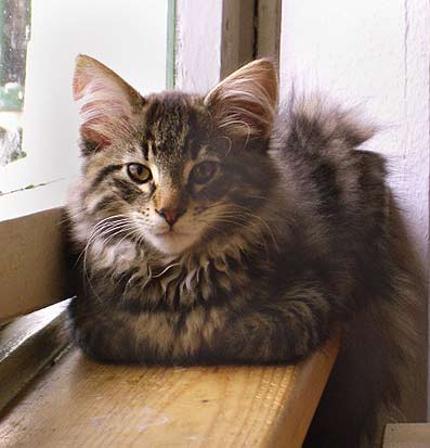 Terek - 12 semaines.jpg