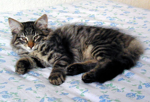 Terek - 13 semaines - dort.jpg - OLYMPUS DIGITAL CAMERA