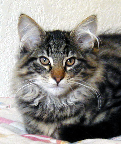 Terek - 3 mois - portrait.jpg - OLYMPUS DIGITAL CAMERA