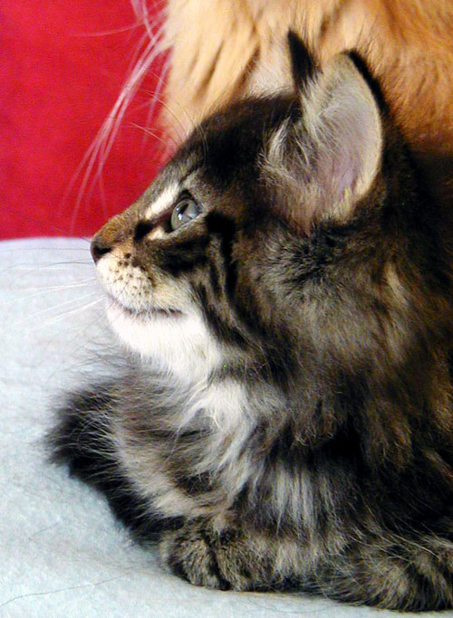 Terek - 7 semaines profil.jpg - OLYMPUS DIGITAL CAMERA