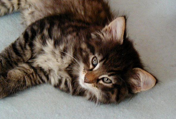 Terek - 7 semaines.jpg - OLYMPUS DIGITAL CAMERA