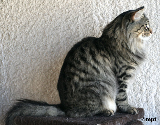 Terek - janver 2007 - profil.jpg