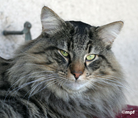 Terek - janvier 2007 - portrait.jpg