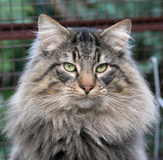 Terek - janvier 2008 - portrait.jpg