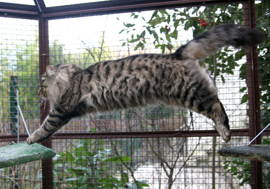 Terek - janvier 2008 - saut.jpg