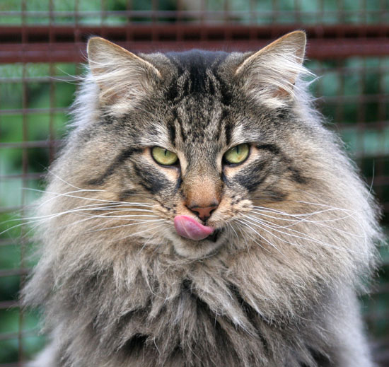 Terek - janvier 208 - langue.jpg