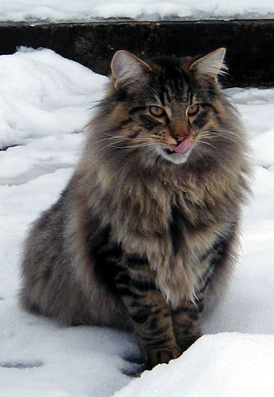 terek - decembre 2005 - neige.jpg - OLYMPUS DIGITAL CAMERA